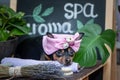 ÃÂ Cute pet relaxing in spa wellness . Dog in a turban of a towel among the spa care items and plants. Funny concept grooming, Royalty Free Stock Photo